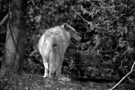 Téléchargez les photos : Le coyote, également connu sous le nom de chacal d'Amérique, loup brosse, ou loup de prairie, est une espèce de canine présente dans toute l'Amérique du Nord et centrale. - en image libre de droit