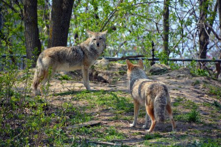 Photo for The coyote, also known as the American jackal, brush wolf, or the prairie wolf, is a species of canine found throughout North and Central America - Royalty Free Image