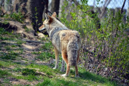 Téléchargez les photos : Le coyote, également connu sous le nom de chacal d'Amérique, loup brosse, ou loup de prairie, est une espèce de canine présente dans toute l'Amérique du Nord et centrale. - en image libre de droit