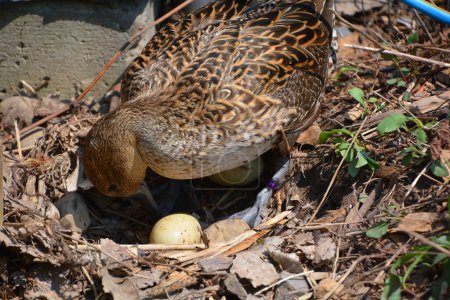 Photo for Female mallard taking care of her eggs in spring season, Montreal, Quebec, Canada, North America - Royalty Free Image