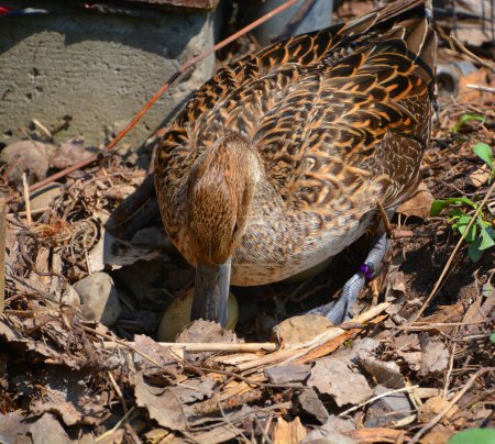 Téléchargez les photos : Canard colvert femelle prenant soin de ses œufs au printemps, Montréal, Québec, Canada, Amérique du Nord - en image libre de droit