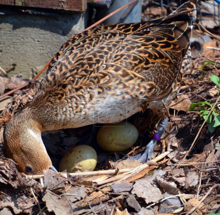 Téléchargez les photos : Canard colvert femelle prenant soin de ses œufs au printemps, Montréal, Québec, Canada, Amérique du Nord - en image libre de droit