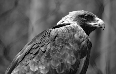 Foto de El águila real (Aquila chrysaetos) es una de las aves rapaces más conocidas del hemisferio norte. Es la especie de águila más ampliamente distribuida - Imagen libre de derechos