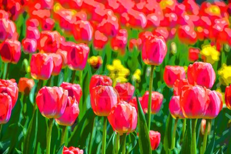 Photo for Tulips is a perennial, bulbous plant with showy flowers in the genus Tulipa, of which up to 109 species - Royalty Free Image