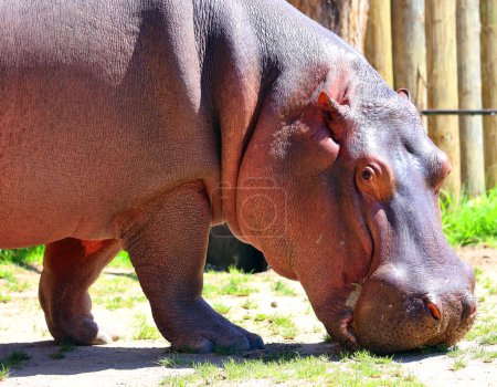 Téléchargez les photos : Hippopotame (Hippopotamus amphibius), ou hippo, du grec ancien pour "cheval de rivière", est un grand mammifère principalement herbivore d'Afrique subsaharienne.. - en image libre de droit