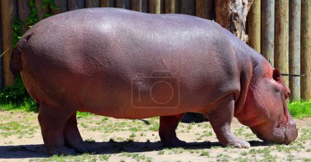 Photo for Hippopotamus (Hippopotamus amphibius), or hippo, from the ancient Greek for "river horse" , is a large, mostly herbivorous mammal in sub-Saharan Africa. - Royalty Free Image