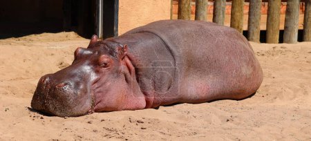Foto de Hipópopotamus (Hipópopotamus amphibius), o hippo, del griego antiguo para el "caballo de río", es un gran mamífero, en su mayoría herbívoro, en el África subsahariana.. - Imagen libre de derechos