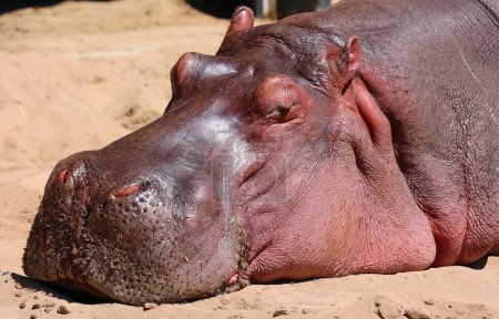 Foto de Hipópopotamus (Hipópopotamus amphibius), o hippo, del griego antiguo para el "caballo de río", es un gran mamífero, en su mayoría herbívoro, en el África subsahariana.. - Imagen libre de derechos