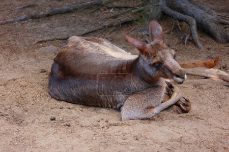 Foto de El canguro es un marsupial de la familia Macropodidae (macrópodos, que significa "pie grande").). - Imagen libre de derechos