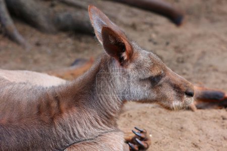 Photo for The kangaroo is a marsupial from the family Macropodidae (macropods, meaning 'large foot'). - Royalty Free Image