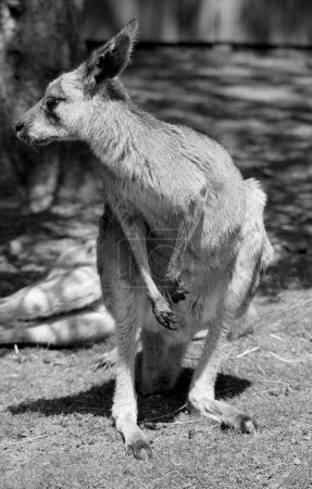 Foto de El canguro es un marsupial de la familia Macropodidae (macrópodos, que significa "pie grande").). - Imagen libre de derechos