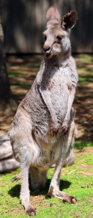 Photo for The kangaroo is a marsupial from the family Macropodidae (macropods, meaning 'large foot'). - Royalty Free Image