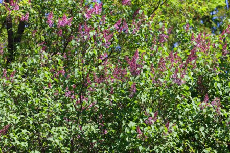 Téléchargez les photos : Syringa vulgaris est une espèce de plante de la famille des Oleaceae, originaire de la péninsule balkanique. - en image libre de droit