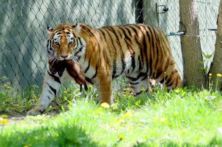 Foto de El tigre siberiano de Amur es una población tigris de Panthera en el Lejano Oriente, particularmente en el Lejano Oriente ruso y el noreste de China. - Imagen libre de derechos