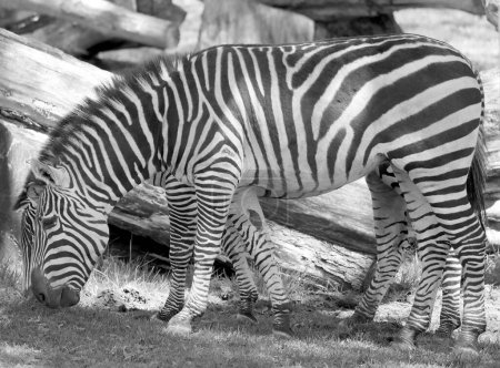 Téléchargez les photos : Le zèbre de Burchell est une sous-espèce du zèbre des plaines. Il porte le nom de l'explorateur britannique William John Burchell. Les noms communs incluent bontequagga, Damara zebra et Zululand zebra - en image libre de droit