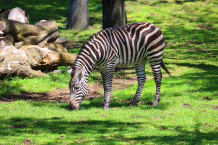 Photo for Burchell's zebra is a southern subspecies of the plains zebra. It is named after the British explorer William John Burchell. Common names include bontequagga, Damara zebra and Zululand zebra - Royalty Free Image