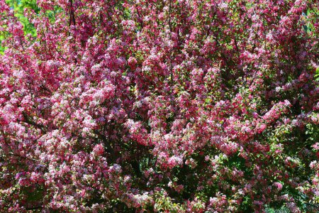 Foto de El manzano que florece es un árbol caducifolio de la familia de las rosas, mejor conocido por su fruta dulce y pomácea, la manzana. Se cultiva en todo el mundo como árbol frutal - Imagen libre de derechos