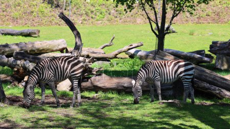 Foto de La cebra de Burchell es una subespecie del sur de la llanura cebra. Lleva el nombre del explorador británico William John Burchell. Los nombres comunes incluyen bontequagga, Damara zebra y Zululand zebra - Imagen libre de derechos