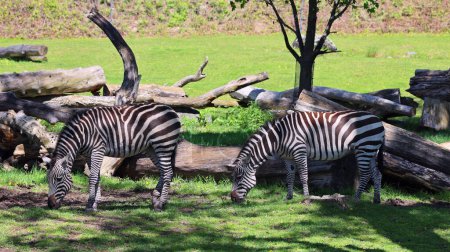 Photo for Burchell's zebra is a southern subspecies of the plains zebra. It is named after the British explorer William John Burchell. Common names include bontequagga, Damara zebra and Zululand zebra - Royalty Free Image