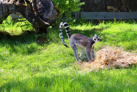 Foto de El lémur de cola anillada (Lemur catta) es un primate estrepsirrino grande y el lémur más reconocido debido a su cola anillada larga, negra y blanca.. - Imagen libre de derechos
