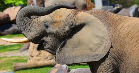 Foto de Los elefantes africanos son elefantes del género Loxodonta. El género está formado por dos especies exóticas: el elefante de arbustos africanos, L. Africa, y el elefante forestal africano más pequeño. - Imagen libre de derechos