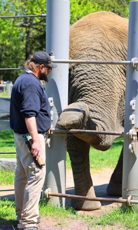 Téléchargez les photos : GRANBY QUEBEC CANADA - 05 14 2023 : Gardien d'éléphants avec son animal pour les soins médicaux et le nettoyage de ce gros animal - en image libre de droit