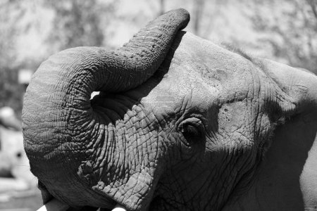 Foto de Los elefantes africanos son elefantes del género Loxodonta. El género está formado por dos especies exóticas: el elefante de arbustos africanos, L. Africa, y el elefante forestal africano más pequeño. - Imagen libre de derechos