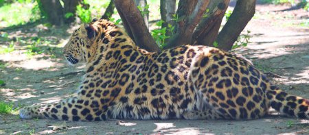 Foto de Jaguar es un gato, un felino del género Panthera que solo existe una especie de Panthera nativa de las Américas. Jaguar es el tercer felino más grande después del tigre y el león, y el más grande de las Américas. - Imagen libre de derechos