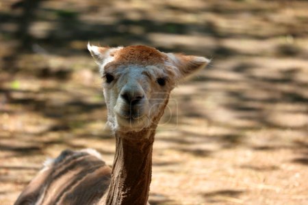 Photo for Alpaca is a domesticated species of South American camelid. It resembles a small llama in appearance.Alpacas are kept in herds that graze on the level heights of the Andes of southern Peru - Royalty Free Image