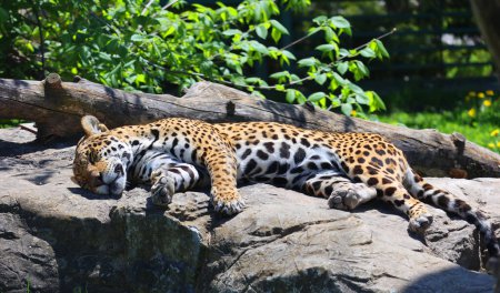 Téléchargez les photos : Jaguar est un chat, un félin du genre Panthera, seule espèce existante de Panthera originaire des Amériques. Jaguar est le troisième plus grand félin après le tigre et le lion, et le plus grand des Amériques. - en image libre de droit
