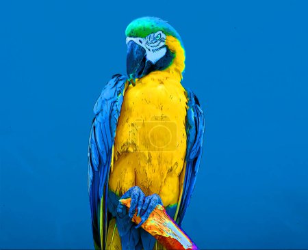 Foto de Ilustración con varios colores de un guacamayo azul y amarillo, también conocido como el guacamayo azul y dorado, es un gran loro azul (partes superiores) y amarillo sudamericano - Imagen libre de derechos