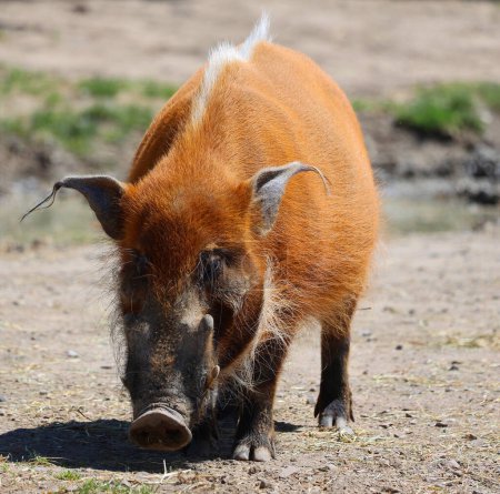 Téléchargez les photos : Le porc rouge de rivière (Potamochoerus porcus) ou porc de brousse (un nom également utilisé pour le Potamochoerus larvatus), est un membre sauvage de la famille des porcs vivant en Afrique. - en image libre de droit