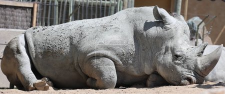Foto de El rinoceronte blanco o rinoceronte de labio cuadrado es la especie de rinoceronte más grande existente. Tiene una boca ancha utilizada para el pastoreo y es la más social de todas las especies de rinocerontes - Imagen libre de derechos