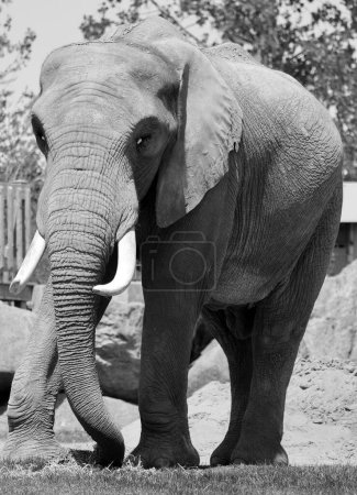 Photo for African elephants are elephants of the genus Loxodonta. The genus consists of two extant species: the African bush elephant, L. africana, and the smaller African forest elephant - Royalty Free Image