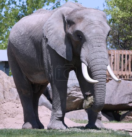 Téléchargez les photos : Les éléphants d'Afrique sont des éléphants du genre Loxodonta. Le genre comprend deux espèces existantes : l'éléphant de brousse d'Afrique, L. africana, et l'éléphant des forêts d'Afrique, plus petit. - en image libre de droit
