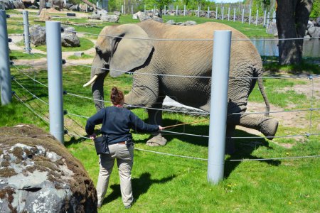 Téléchargez les photos : GRANBY QUEBEC CANADA - 05 14 2023 : Gardien d'éléphants avec son animal pour les soins médicaux et le nettoyage de ce gros animal - en image libre de droit