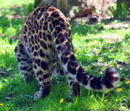 Téléchargez les photos : Le léopard d'Amour est une sous-espèce de léopard originaire de la région de Primorye dans le sud-est de la Russie et de la province de Jilin dans le nord-est de la Chine.. - en image libre de droit