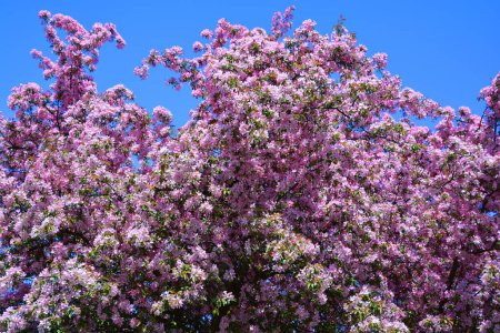 Photo for The apple tree blooming is a deciduous tree in the rose family best known for its sweet, pomaceous fruit, the apple. It is cultivated worldwide as a fruit tree - Royalty Free Image