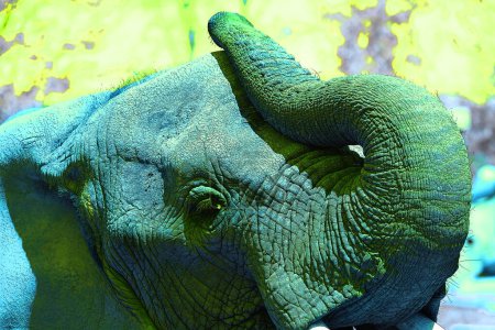 Téléchargez les photos : Pop art icône éléphant avec des taches de couleur. - en image libre de droit