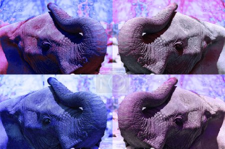 Photo for Pop art elephant icon with color spots. - Royalty Free Image