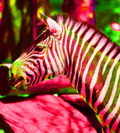 Foto de Cebras signo ilustración pop-art icono de fondo con manchas de color - Imagen libre de derechos