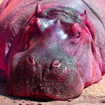 Téléchargez les photos : Hippopotame prenant un bain de soleil signe illustration pop-art icône de fond avec des taches de couleur - en image libre de droit