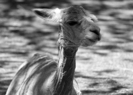 Photo for Alpaca is a domesticated species of South American camelid. It resembles a small llama in appearance.Alpacas are kept in herds that graze on the level heights of the Andes of southern Peru - Royalty Free Image