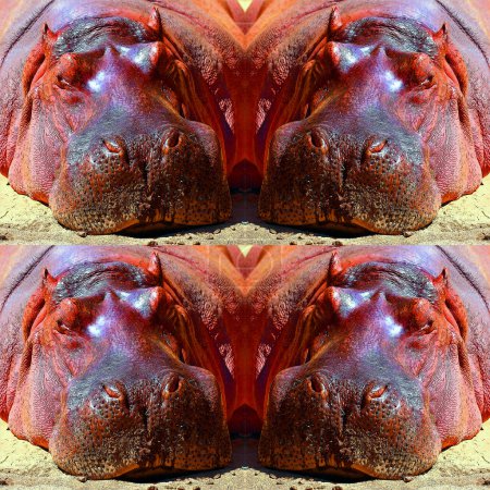 Foto de Hipopótamo tomando un signo de baño de sol ilustración pop-art icono de fondo con manchas de color - Imagen libre de derechos