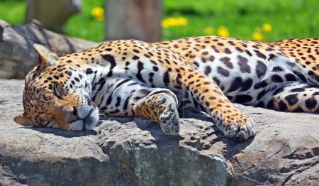 Photo for Jaguar is a cat, a feline in the Panthera genus only extant Panthera species native to the Americas. Jaguar is the third-largest feline after the tiger and lion, and the largest in the Americas. - Royalty Free Image