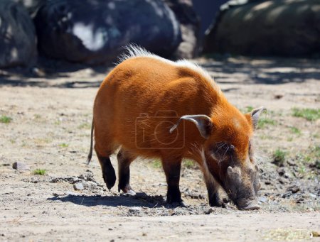 Téléchargez les photos : Le porc rouge de rivière (Potamochoerus porcus) ou porc de brousse (un nom également utilisé pour le Potamochoerus larvatus), est un membre sauvage de la famille des porcs vivant en Afrique. - en image libre de droit