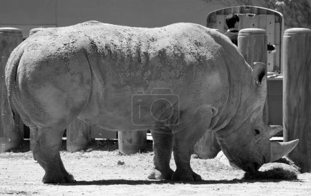 Foto de El rinoceronte blanco o rinoceronte de labio cuadrado es la especie de rinoceronte más grande existente. El cerdo rojo del río también conocido como el cerdo arbusto - Imagen libre de derechos