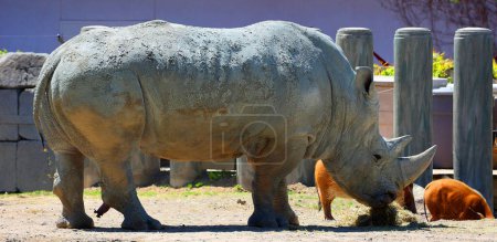 Foto de El rinoceronte blanco o rinoceronte de labio cuadrado es la especie de rinoceronte más grande existente. El cerdo rojo del río también conocido como el cerdo arbusto - Imagen libre de derechos