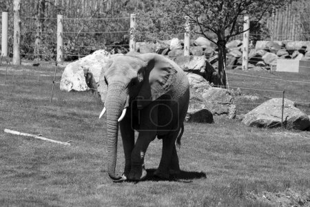 Photo for African elephants are elephants of the genus Loxodonta. The genus consists of two extant species: the African bush elephant, L. africana, and the smaller African forest elephant - Royalty Free Image