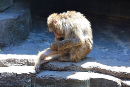 Téléchargez les photos : Macaca fuscata, également connu sous le nom de singe des neiges, est une espèce terrestre de singe du Vieux Monde originaire du Japon.. - en image libre de droit